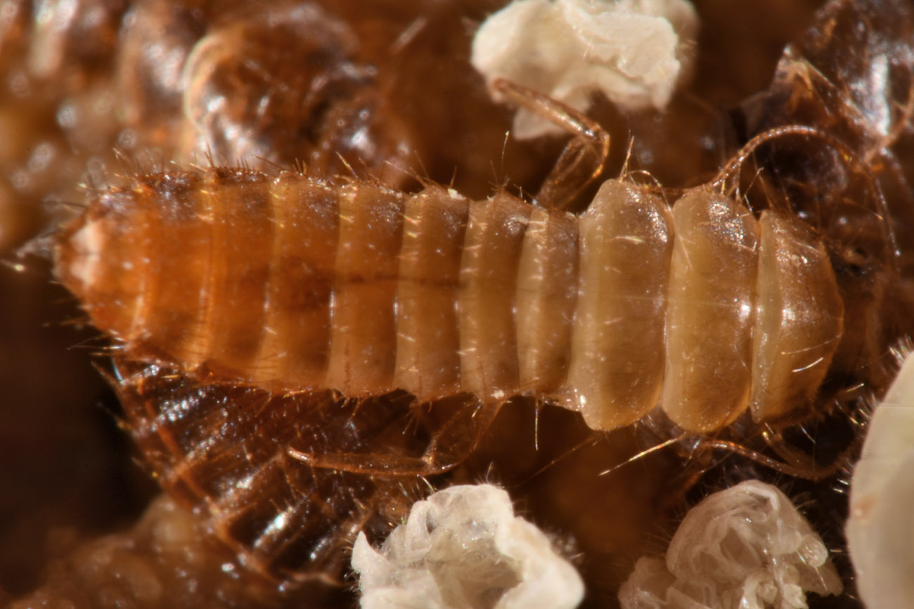 Scirtidae: Hydrocyphon sp. opp. Cyphon sp. con exuvie